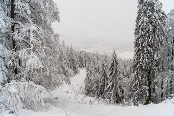 Herzogenhorn im Schwarzwald