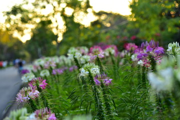Colorful flowers in nature.flowers in the garden.Flower Blooming in the Suan Luang Rama IX