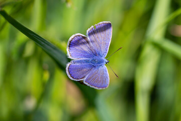 macro of a common blue butterfly on a grass leaf in mountain meadow during summer in the alps