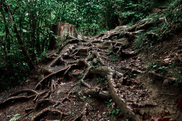 The magical wild nature of Bavaria in the Starzlachklamm.
