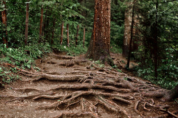 The magical wild nature of Bavaria in the Starzlachklamm.