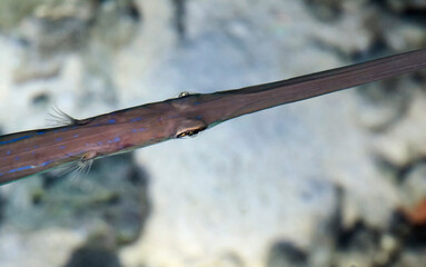 Sea ray-finned fish needle or arrow fish top view.