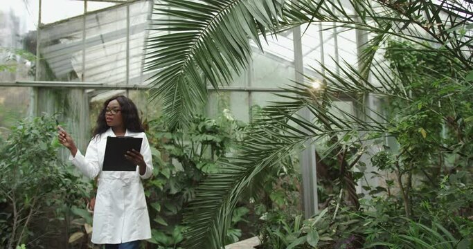 Zoom out view of a black African female farmer in white coat holding a tablet collecting research data for analysis and programming of irrigation in a hydroponic farm. Protection of rare plants.