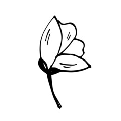 Japanese sakura buds. Cherry blossom flowers. Black and white doodle. Spring collection. 