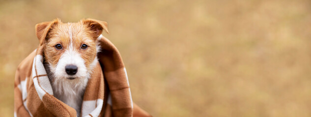 Web banner of a furry happy jack russell terrier dog as listening in a blanket. Pet care concept.