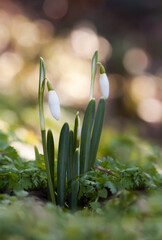 Beautiful white snowdrop flowers in spring