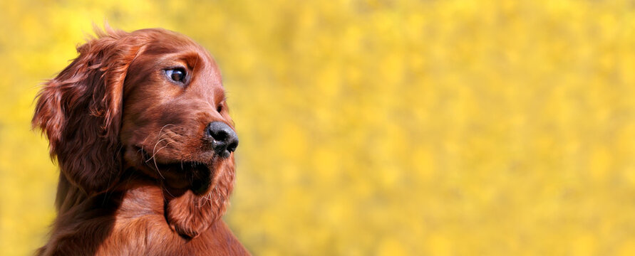 Head of a cute happy irish setter pet dog puppy as looking on a yellow background. Web banner.