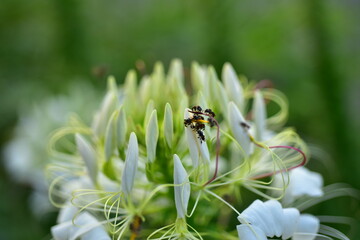 Close up colorful flower bed in a park