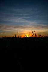 Photos of the sunset at the end of the day with the contour of grasses and plants in londrina, parana, brazil