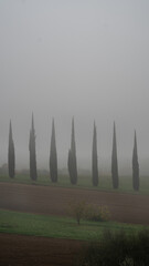 Panorama con nebbia e alberi alti e verdi che vengono coperti dalla nebbia e campo verde