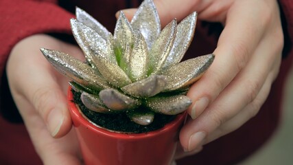 Woman holds a Gasteria plant with an unusual silver color in her hands. Screen from video footage