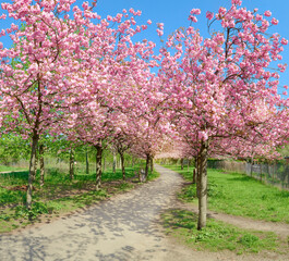 Alley of blossoming cherry trees called Mauer Weg English: Wall Path following the path of former Wall in Berlin, Germany. Bright sunlight with shadows. Panoramic image with footpath.