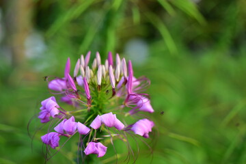 Close up colorful flower bed in a park