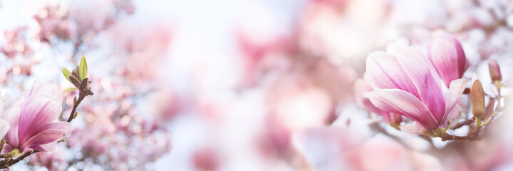 Pink blooming magnolia tree in springtime on pastel blurred background. Close-up with short depth...
