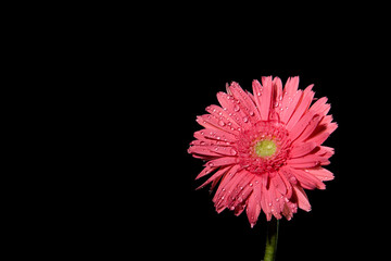 pink flower