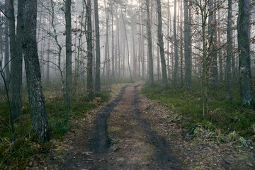 leśna jesienna ścieżka