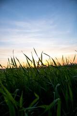 Photos of the sunset at the end of the day with the contour of grasses and plants in londrina, parana, brazil