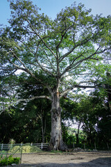 Big Tree in a Farm on a Sunny Day