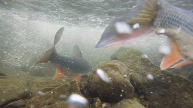 Underwater footage of Nase carp. Spawning Chondrostoma nasus. Freshwater fish swimming in the clean river habitat. Close up and nature light. Spawning Nase. Carp
