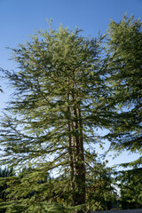 BIG GREEN TREE AT THE HOUSE GARDEN WITH SUNSHINE LIGHT