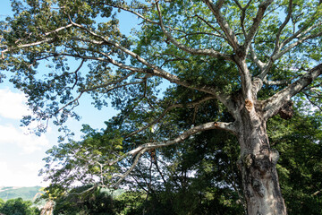 Big Tree in a Farm on a Sunny Day