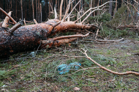 Environmental issues, problems. Plastic bottle in trunk of pine fallen tree. Windfall in pine forest. Storm damage. Fallen trees in coniferous forest after strong hurricane wind