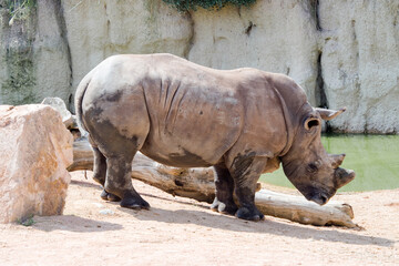 Obraz premium Southern white rhinoceros or square-lipped rhinoceros Ceratotherium simum, largest extant species of rhinoceros