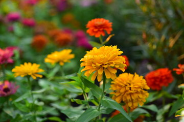 Colorful flowers in nature.flowers in the garden.Flower Blooming in the Suan Luang Rama IX