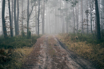 leśna jesienna ścieżka