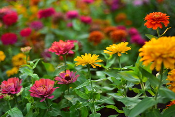 Colorful flowers in nature.flowers in the garden.Flower Blooming in the Suan Luang Rama IX