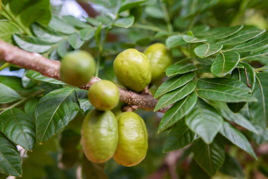 Siriguela, fruta verde brasileira galho