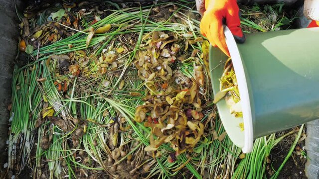 Farmer dumps waste in a compost heap. Close up. The concept of organic farming and ecological vegetable growing