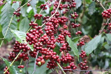 Robusta coffee berries close-up on long coffee braches. Coffee plantation with closeup of robusta coffee