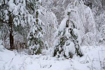 snowy winter in the park
