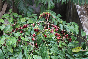 Top view of robusta coffee palnt with ripen coffee cherry on its branches