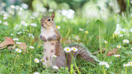 Obraz premium Female of gray squirrel stading up in a grass full of daisies, monitoring for threats and looking for food