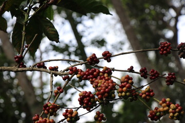 Robusta coffee beans closeup on nature background