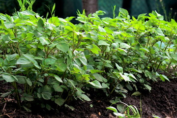 Leaves of potato plant close up selective focus, growing potatoes.
