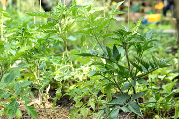 Green young bushes of tomatoes in the stage of growth before flowers ovary in spring selective focus.