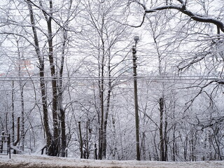 Winter landscape. Trees in the snow