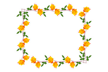 Flower bud roses on a white background