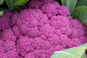 Coliflor morada