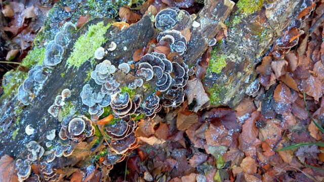 Mushrooms trametes versicolor grow on a fallen tree. Frost on a tree and mushrooms, filming in a winter forest.