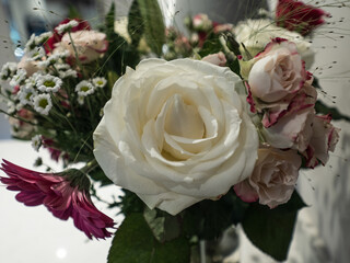 CUT FLOWERS - GET WELL SOON 