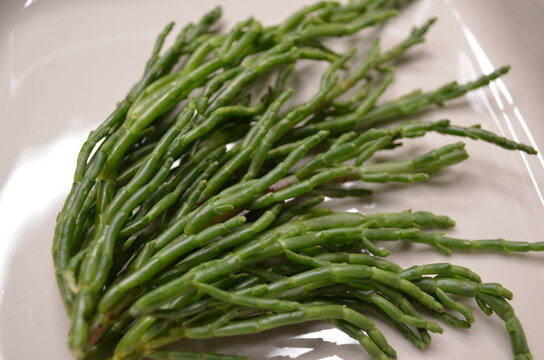 Superfood: essbarer europäischer Queller oder Salicorne oder Seespargel Salicornia europaea