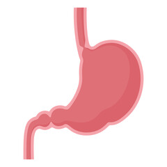 Obraz premium 胃の断面のイラスト