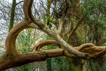 Textures of bare tree branches in winter