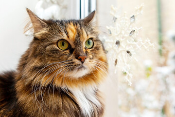 Adorable cat at the window on a winter background, close-up. 