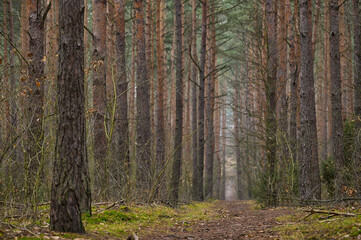 Leśna ścieżka w lesie sosnowym. Poranek w lesie. 