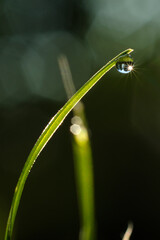 Tautropfen an Grashalm